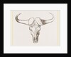 Skull of Bos Caffer by Anonymous