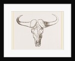 Skull of Bos Caffer by Anonymous