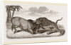 Tiger and Buffalo by Anonymous