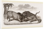 Tiger and Buffalo by Anonymous