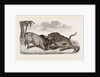 Tiger and Buffalo by Anonymous