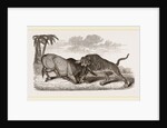 Tiger and Buffalo by Anonymous
