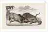 Tiger and Buffalo by Anonymous