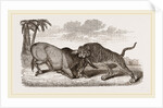 Tiger and Buffalo by Anonymous