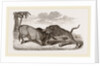 Tiger and Buffalo by Anonymous