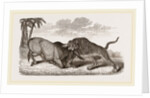 Tiger and Buffalo by Anonymous
