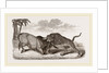 Tiger and Buffalo by Anonymous