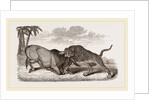 Tiger and Buffalo by Anonymous