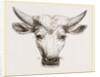 Head of Gyall by Anonymous