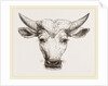 Head of Gyall by Anonymous