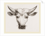 Head of Gyall by Anonymous