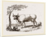 Cow with martingale by Anonymous