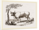Cow with martingale by Anonymous