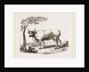 Cow with martingale by Anonymous