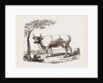 Cow with martingale by Anonymous
