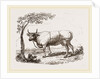 Cow with martingale by Anonymous
