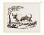 Cow with martingale by Anonymous