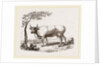 Cow with martingale by Anonymous
