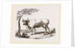 Cow with martingale by Anonymous