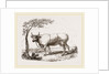 Cow with martingale by Anonymous