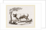Cow with martingale by Anonymous