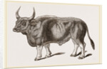 Jungly Gau by Anonymous