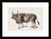 Jungly Gau by Anonymous