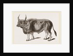 Jungly Gau by Anonymous