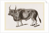 Jungly Gau by Anonymous