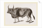 Jungly Gau by Anonymous