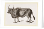 Jungly Gau by Anonymous