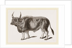 Jungly Gau by Anonymous