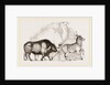 Syrian Ox Camel and Wild Ass by Anonymous