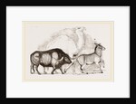 Syrian Ox Camel and Wild Ass by Anonymous