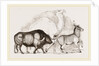 Syrian Ox Camel and Wild Ass by Anonymous