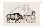 Syrian Ox Camel and Wild Ass by Anonymous
