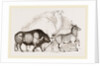 Syrian Ox Camel and Wild Ass by Anonymous