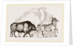 Syrian Ox Camel and Wild Ass by Anonymous