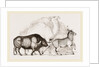 Syrian Ox Camel and Wild Ass by Anonymous