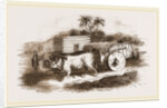 Syrian Cart by Anonymous