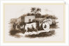 Syrian Cart by Anonymous