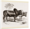 Zebus of the Zoological Gardens by Anonymous