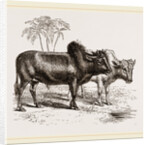 Zebus of the Zoological Gardens by Anonymous