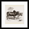 Zebus of the Zoological Gardens by Anonymous
