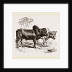Zebus of the Zoological Gardens by Anonymous
