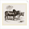 Zebus of the Zoological Gardens by Anonymous