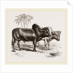 Zebus of the Zoological Gardens by Anonymous