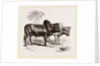 Zebus of the Zoological Gardens by Anonymous
