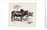 Zebus of the Zoological Gardens by Anonymous