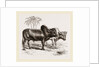 Zebus of the Zoological Gardens by Anonymous
